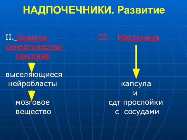 НАДПОЧЕЧНИКИ. Развитие II. Зачатки III. Мезенхима симпатических ганглиев выселяющиеся нейробласты капсула и