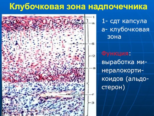 Клубочковая зона надпочечника 1- сдт капсула а- клубочковая зона Функция: выработка ми- нералокорти- коидов (альдо- стерон)