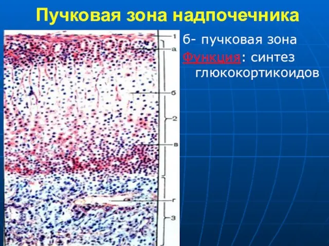 Пучковая зона надпочечника б- пучковая зона Функция: синтез глюкокортикоидов