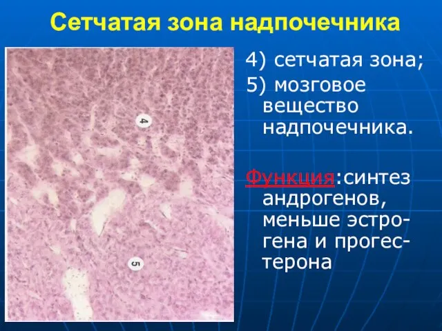 Сетчатая зона надпочечника 4) сетчатая зона; 5) мозговое вещество надпочечника. Функция:синтез андрогенов, меньше эстро-гена и прогес-терона