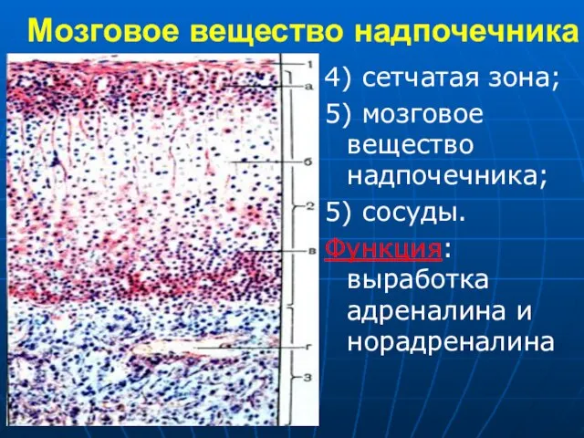 Мозговое вещество надпочечника 4) сетчатая зона; 5) мозговое вещество надпочечника; 5) сосуды.