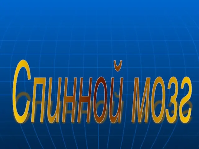 Спинной мозг