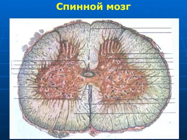 Спинной мозг