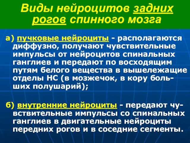 Виды нейроцитов задних рогов спинного мозга а) пучковые нейроциты - располагаются диффузно,