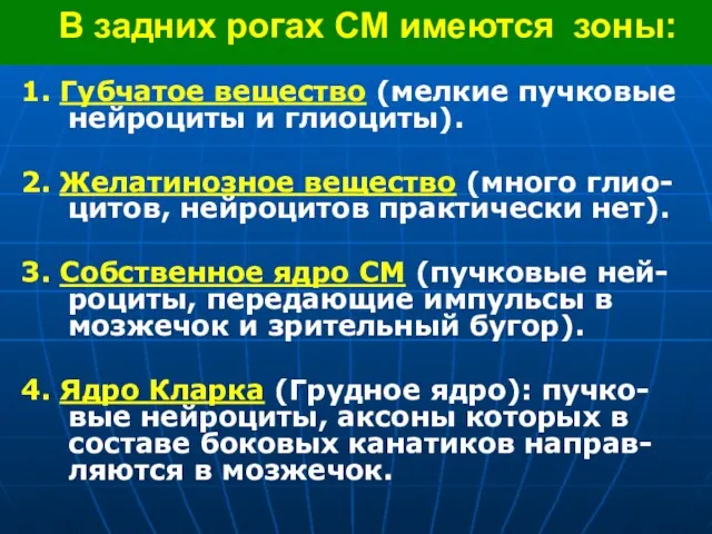 В задних рогах СМ имеются зоны: 1. Губчатое вещество (мелкие пучковые нейроциты