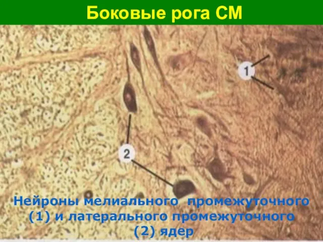 Боковые рога СМ Нейроны мелиального промежуточного (1) и латерального промежуточного (2) ядер