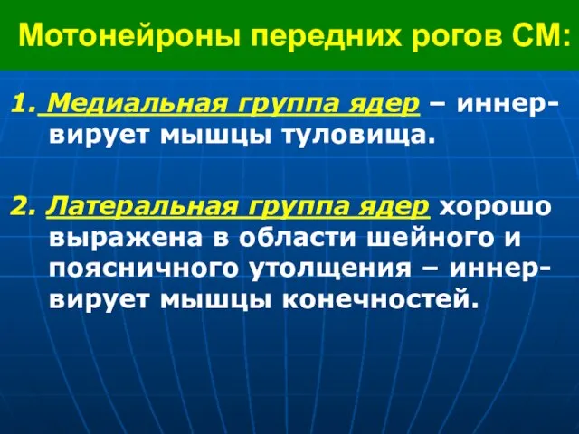 Мотонейроны передних рогов СМ: 1. Медиальная группа ядер – иннер-вирует мышцы туловища.