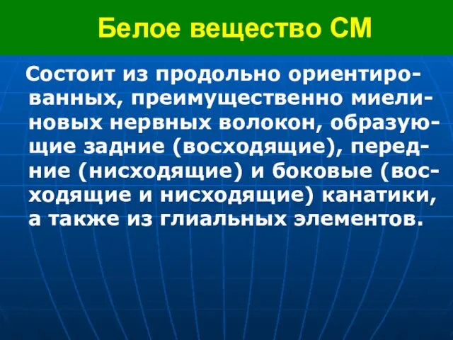 Белое вещество СМ Состоит из продольно ориентиро-ванных, преимущественно миели-новых нервных волокон, образую-щие