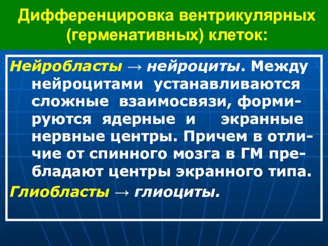 Дифференцировка вентрикулярных (герменативных) клеток: Нейробласты → нейроциты. Между нейроцитами устанавливаются сложные взаимосвязи,