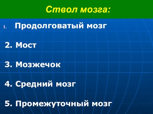 Ствол мозга: Продолговатый мозг 2. Мост 3. Мозжечок 4. Средний мозг 5. Промежуточный мозг