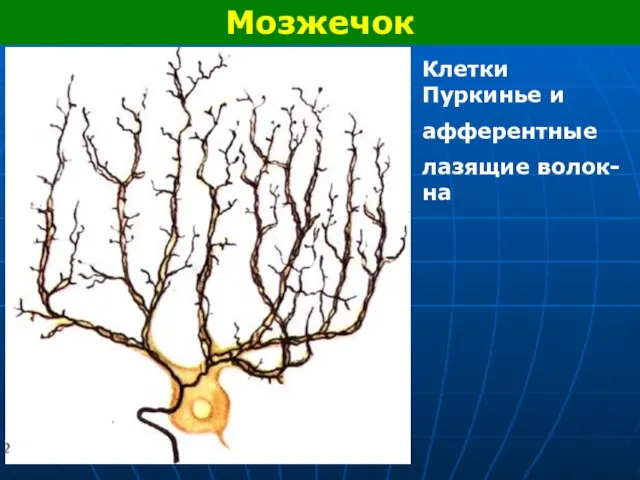 Мозжечок Клетки Пуркинье и афферентные лазящие волок-на