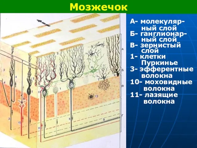 Мозжечок А- молекуляр- ный слой Б- ганглионар- ный слой В- зернистый слой