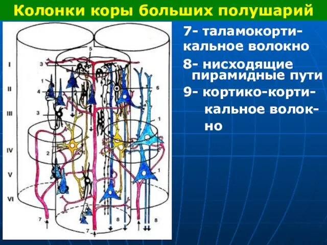 Колонки коры больших полушарий 7- таламокорти-кальное волокно 8- нисходящие пирамидные пути 9- кортико-корти- кальное волок- но