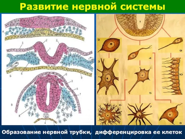 Развитие нервной системы Образование нервной трубки, дифференцировка ее клеток