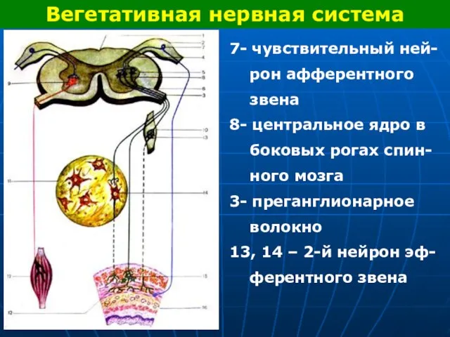Вегетативная нервная система 7- чувствительный ней- рон афферентного звена 8- центральное ядро