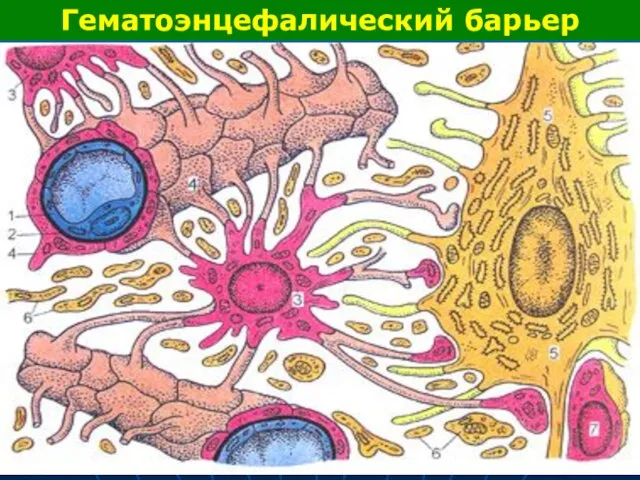 Гематоэнцефалический барьер