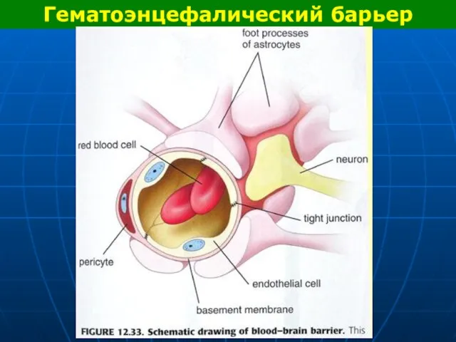 Гематоэнцефалический барьер