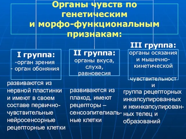 развиваются из нервной пластинки и имеют в своем составе первично- чувствительные нейросенсорные