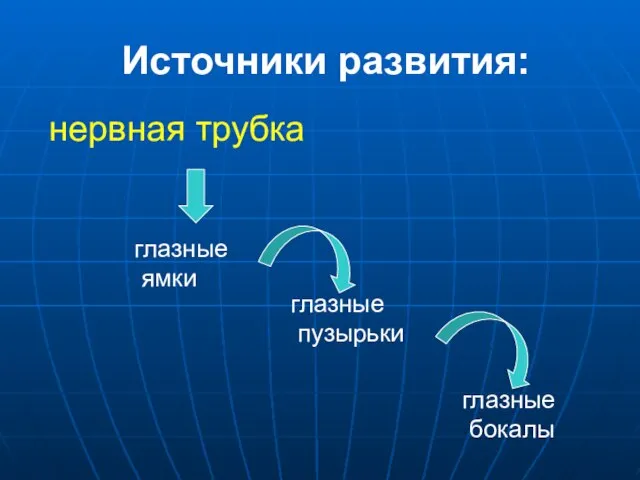 Источники развития: глазные ямки глазные пузырьки глазные бокалы нервная трубка