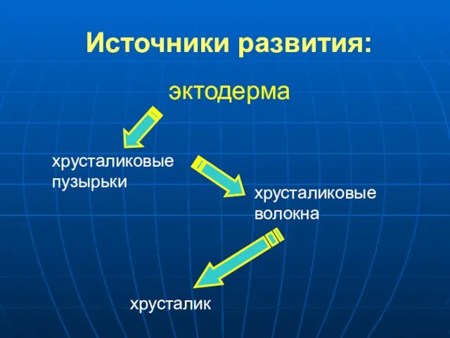 Источники развития: эктодерма хрусталиковые пузырьки хрусталиковые волокна хрусталик