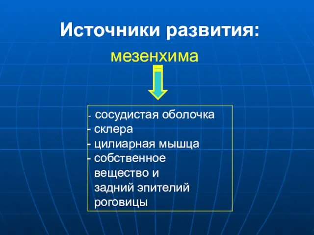 Источники развития: мезенхима сосудистая оболочка склера цилиарная мышца собственное вещество и задний эпителий роговицы