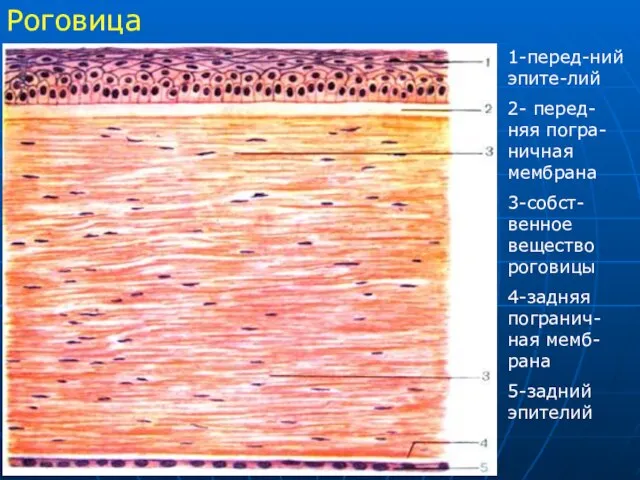 Роговица 1-перед-ний эпите-лий 2- перед-няя погра-ничная мембрана 3-собст-венное вещество роговицы 4-задняя погранич-ная мемб-рана 5-задний эпителий