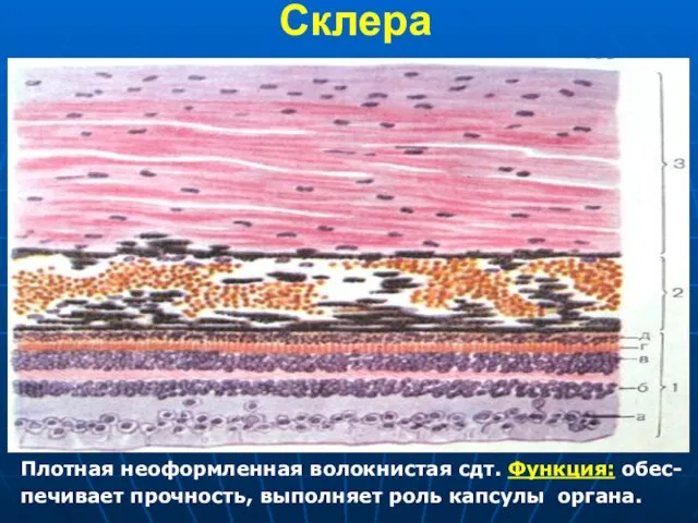 Склера Плотная неоформленная волокнистая сдт. Функция: обес- печивает прочность, выполняет роль капсулы органа.