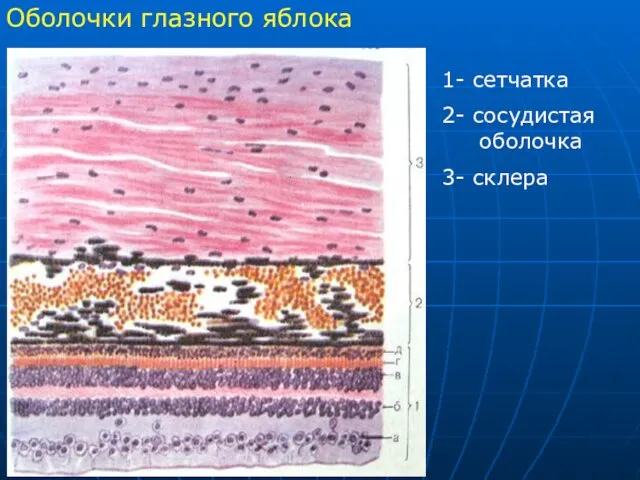 Оболочки глазного яблока 1- сетчатка 2- сосудистая оболочка 3- склера