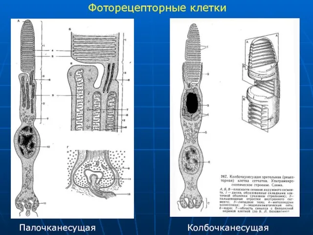 Фоторецепторные клетки Палочканесущая Колбочканесущая