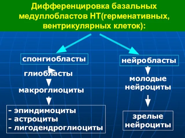 Дифференцировка базальных медуллобластов НТ(герменативных, вентрикулярных клеток): спонгиобласты глиобласты макроглиоциты нейробласты молодые нейроциты