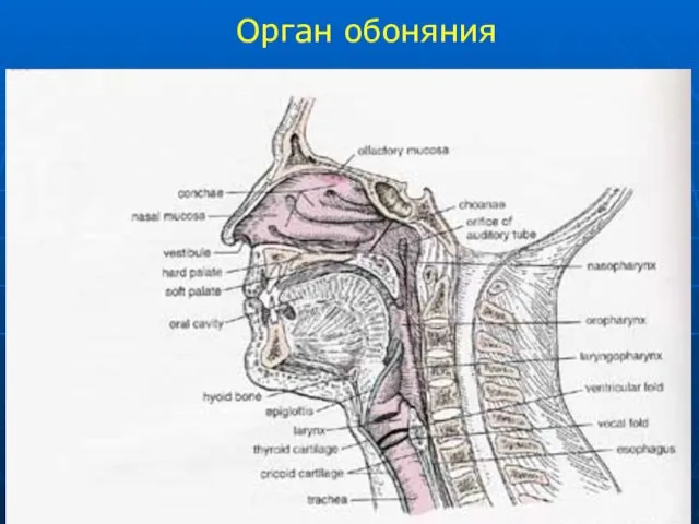 Орган обоняния