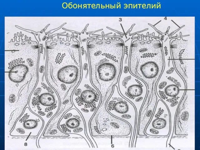 Обонятельный эпителий