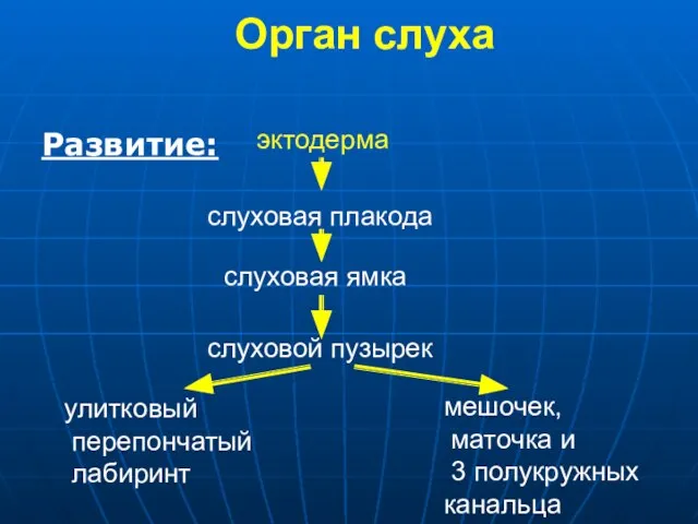 Развитие: эктодерма слуховая плакода слуховая ямка слуховой пузырек улитковый перепончатый лабиринт мешочек,