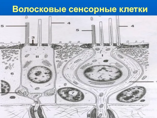 Волосковые сенсорные клетки