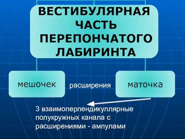 расширения 3 взаимоперпендикуллярные полукружных канала с расширениями - ампулами