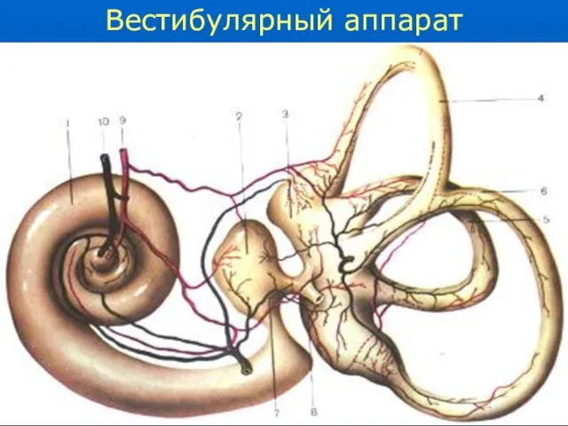 Вестибулярный аппарат