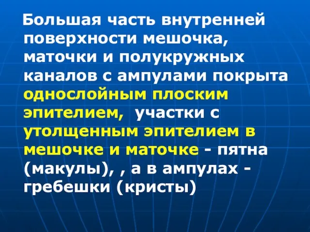 Большая часть внутренней поверхности мешочка, маточки и полукружных каналов с ампулами покрыта