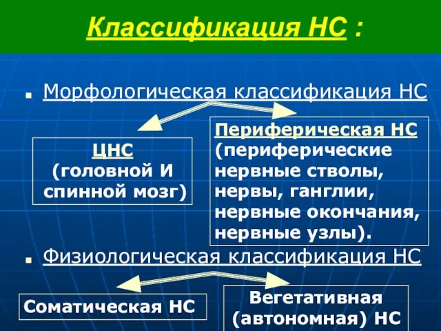 Классификация НС : Морфологическая классификация НС Физиологическая классификация НС ЦНС (головной И