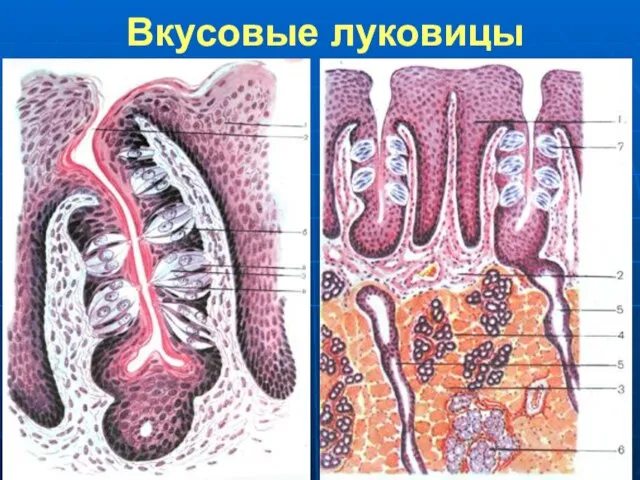 Вкусовые луковицы