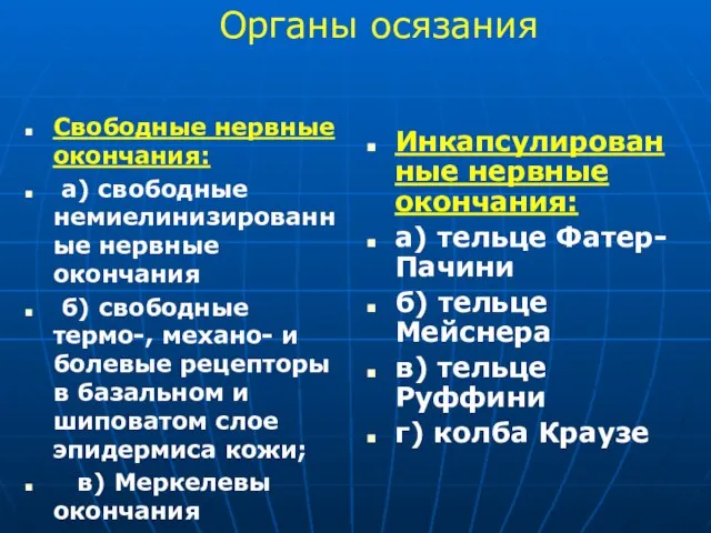 Свободные нервные окончания: а) свободные немиелинизированные нервные окончания б) свободные термо-, механо-