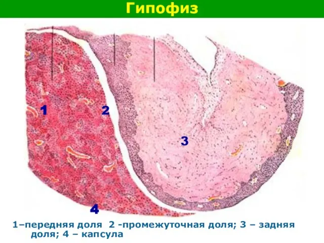 Гипофиз 1–передняя доля 2 -промежуточная доля; 3 – задняя доля; 4 –