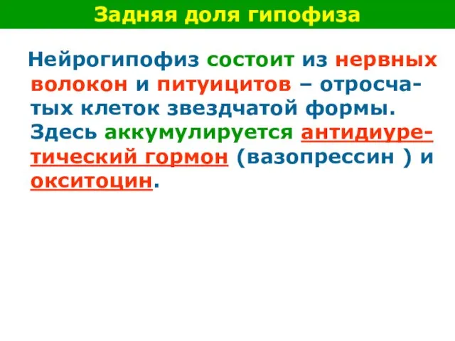 Нейрогипофиз состоит из нервных волокон и питуицитов – отросча-тых клеток звездчатой формы.