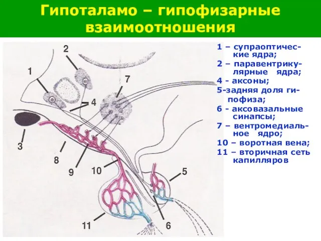 1 – супраоптичес-кие ядра; 2 – паравентрику-лярные ядра; 4 - аксоны; 5-задняя