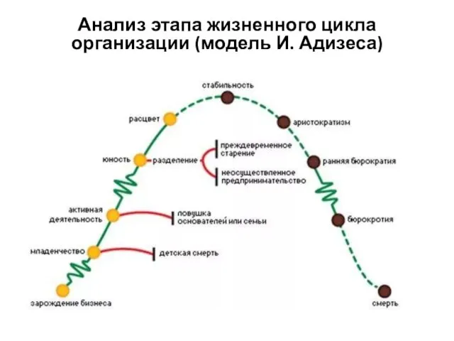 Анализ этапа жизненного цикла организации (модель И. Адизеса)
