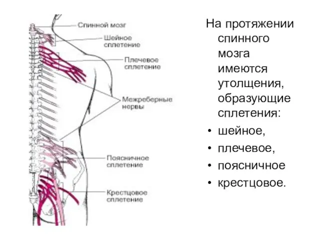 На протяжении спинного мозга имеются утолщения, образующие сплетения: шейное, плечевое, поясничное крестцовое.