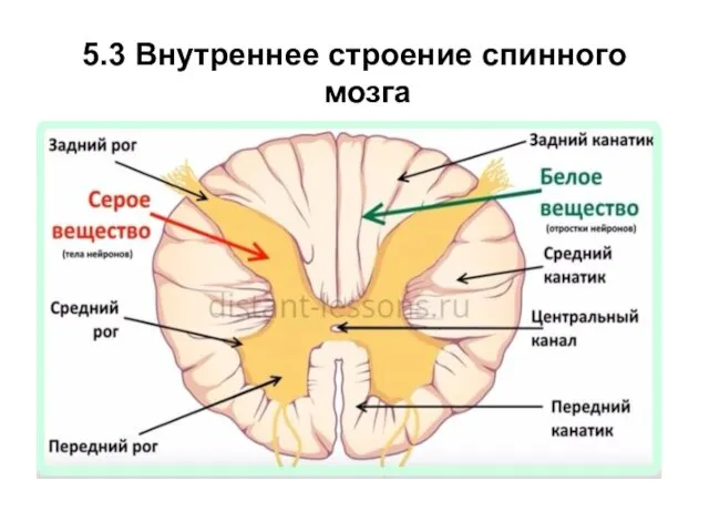 5.3 Внутреннее строение спинного мозга