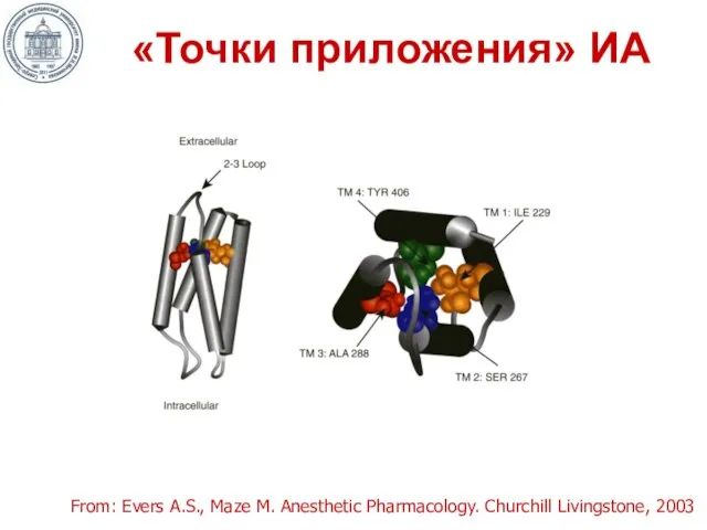 «Точки приложения» ИА From: Evers A.S., Maze M. Anesthetic Pharmacology. Churchill Livingstone, 2003