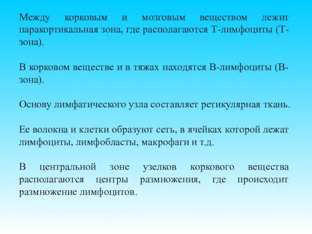 Между корковым и мозговым веществом лежит паракортикальная зона, где располагаются Т-лимфоциты (Т-зона).