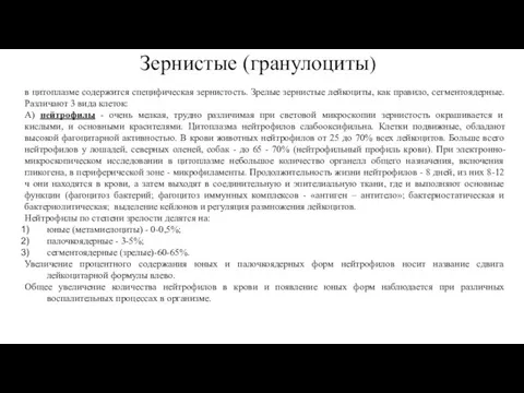 Зернистые (гранулоциты) в цитоплазме содержится специфическая зернистость. Зрелые зернистые лейкоциты, как правило,