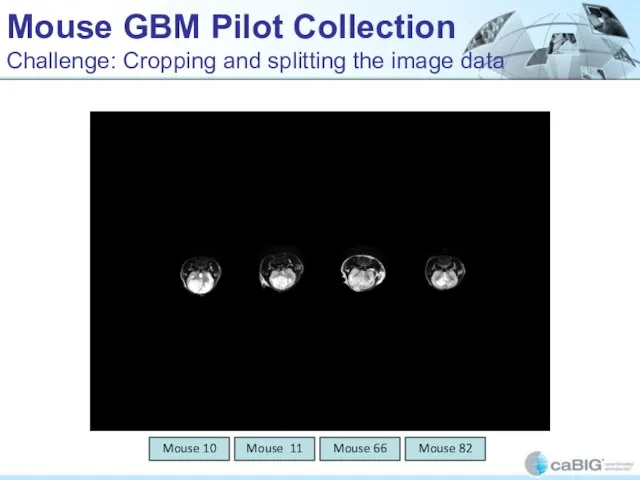 Mouse GBM Pilot Collection Challenge: Cropping and splitting the image data Mouse